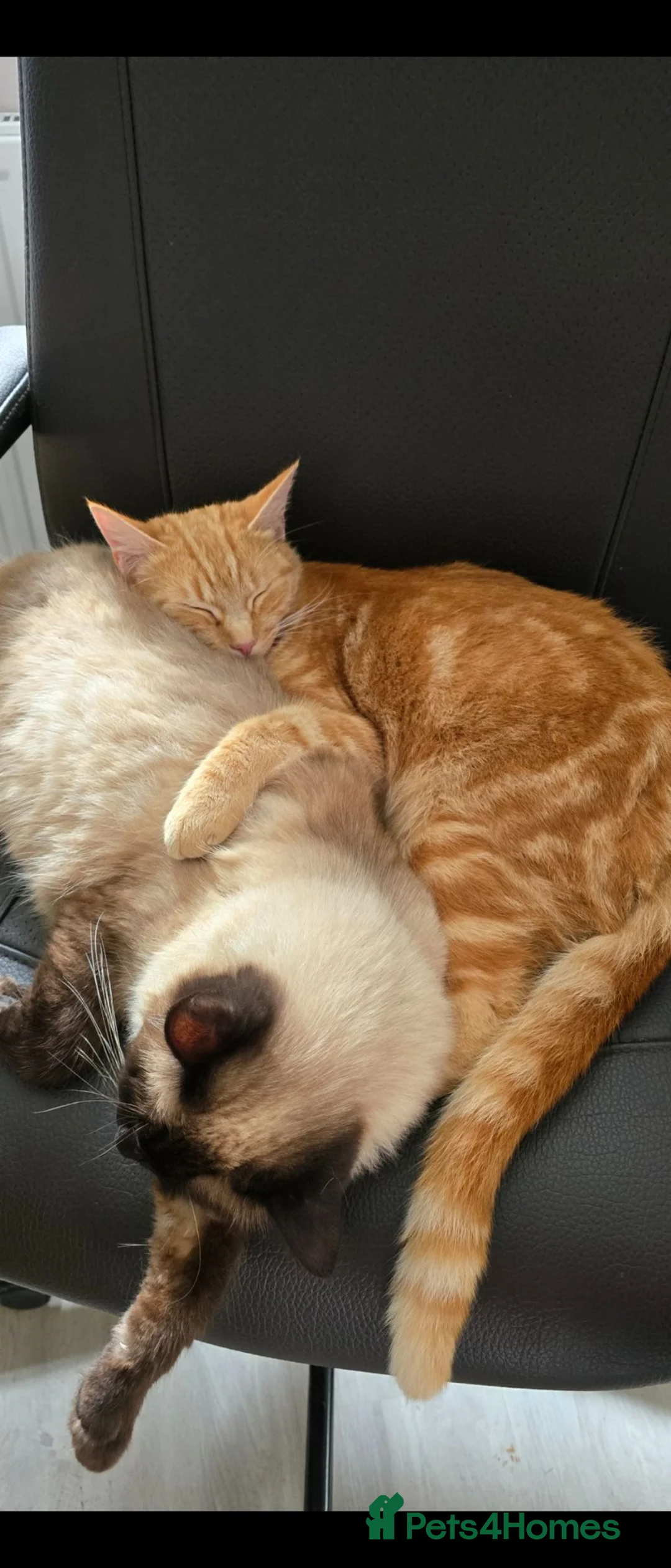 Ragdoll cats for sale: Male neutered cat in Altrincham - Advert 2
