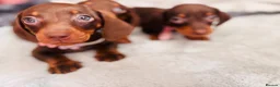 Miniature Dachshund dogs for sale: 🌟🌟Beautiful tan/fawn miniature dachshund🌟 🌟 - Advert 3