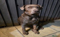 Mixed Breed dogs for sale: Cane Corso cross Lab Girl - Image 2