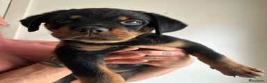 Rottweiler Puppy 6