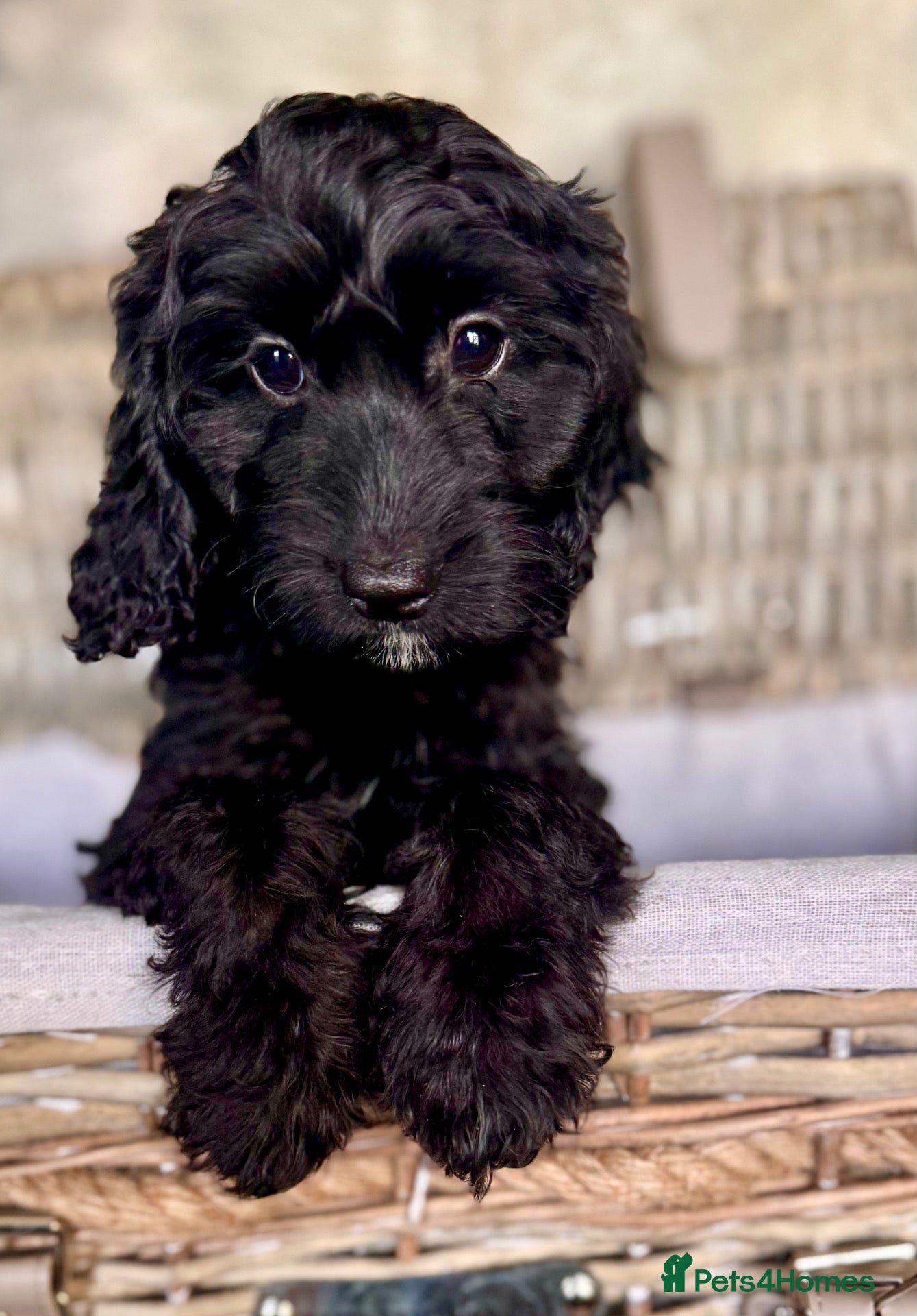 Cockapoo dogs 3 REMAINING FULLY VACCINATED/HEALTH CHECKED  - Advert 2