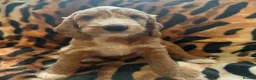 Australian Labradoodle dogs for sale: Australian Labradoodle-Medium-sized  - Advert 18