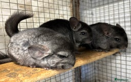 Chinchilla rodents for sale: Male and female chinchillas. - Image 8
