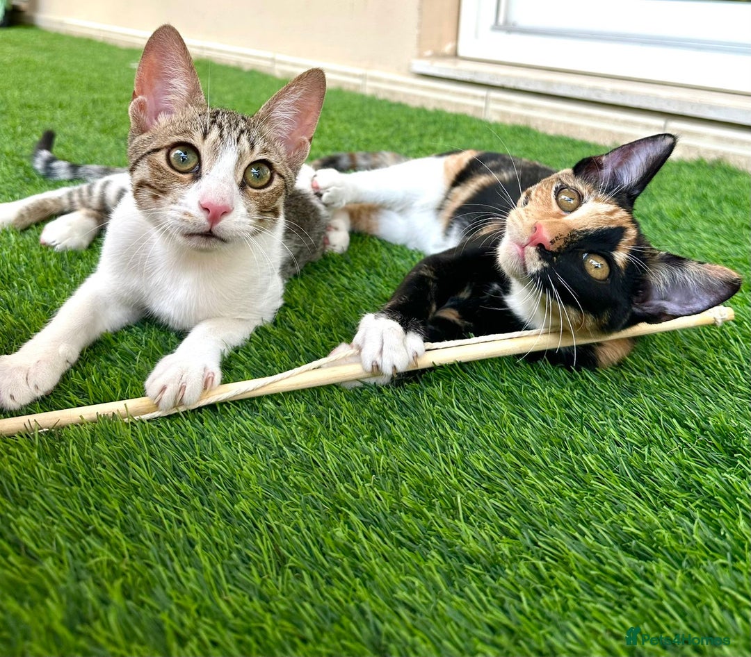 Arabian Mau cats for adoption: Pair of Indoor-Only Kittens for Adoption Together - Image 9