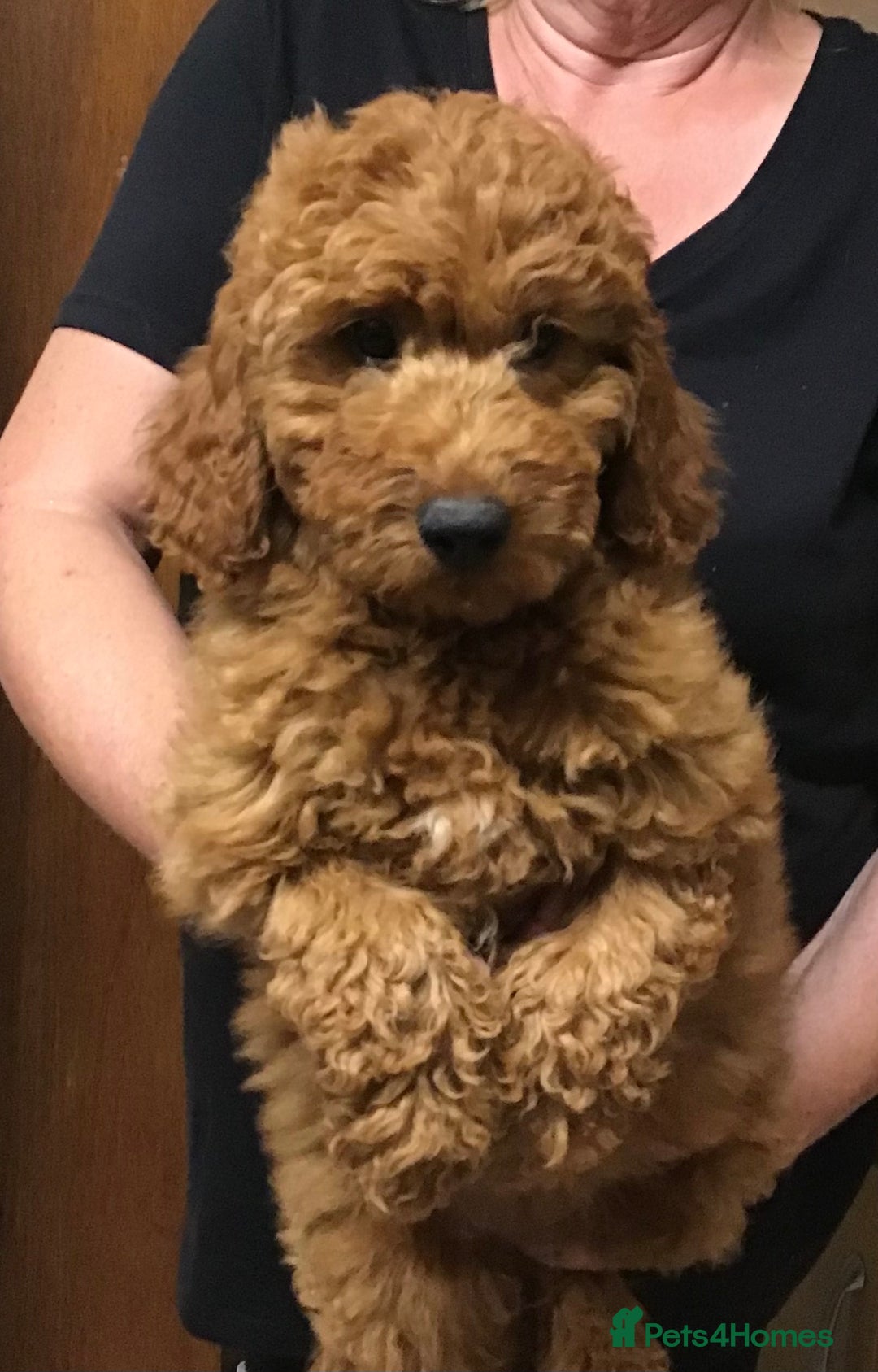 Miniature Poodle dogs for stud: STUNNING KC MINI HEALTH TESTED POODLE STUD - Advert 6