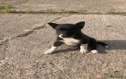 Border Collie dogs for sale: Playful puppies  - Image 5