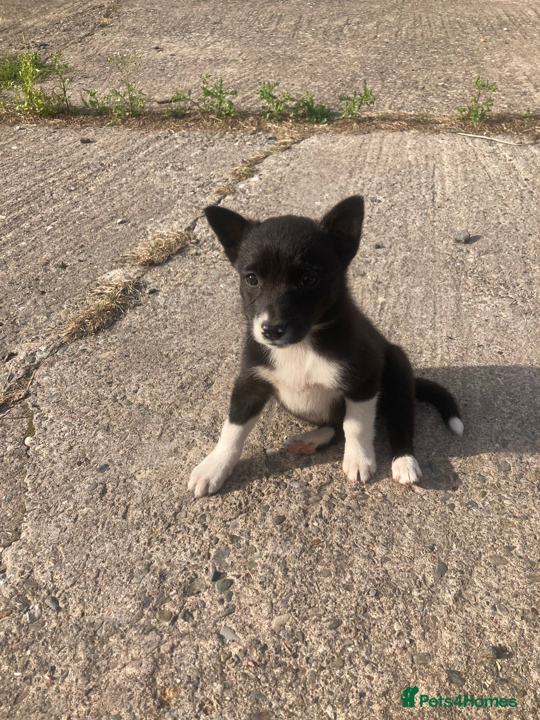 Border Collie dogs for sale: Playful puppies  - Image 5