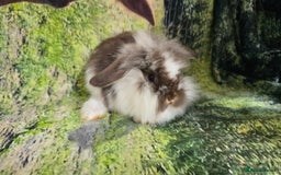 Mini Lop rabbits for sale: Beautiful Mini Lop Baby Rabbits - Image 2