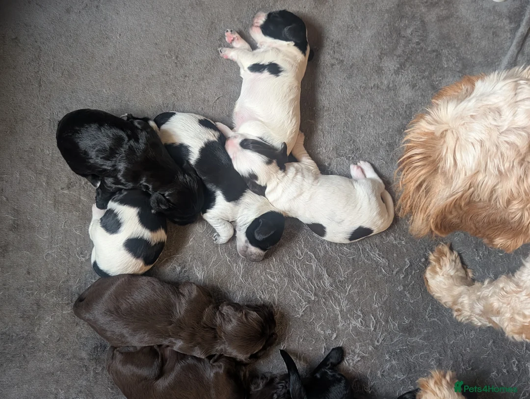 Cockapoo dogs for sale: Reserved - Beautiful Chocolate Cockapoo Pup - Advert 9