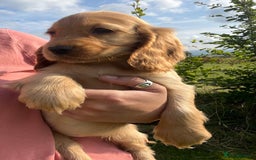 Cocker Spaniel dogs for sale: 🐾Fully Vaccinated Show Cocker Boy 🐾 - Image 10