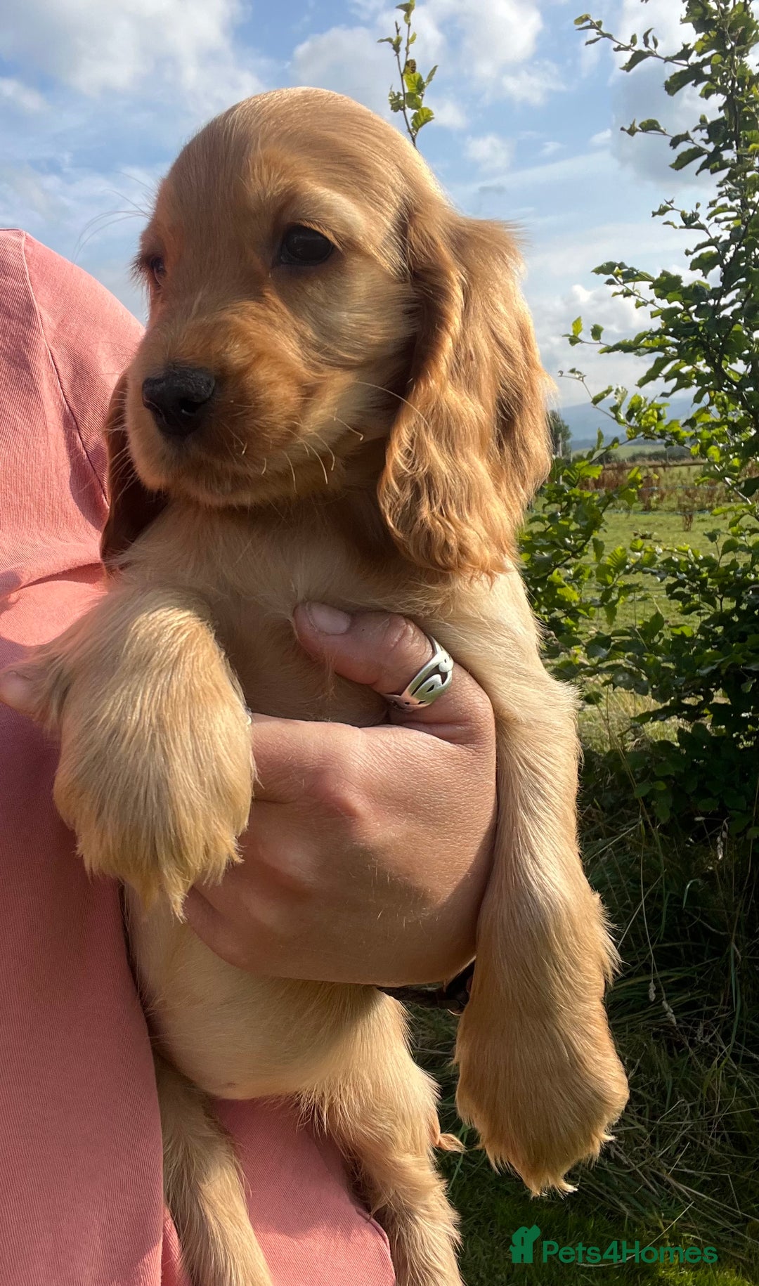 Cocker Spaniel dogs for sale: 🐾Fully Vaccinated Show Cocker Boy 🐾 - Image 10