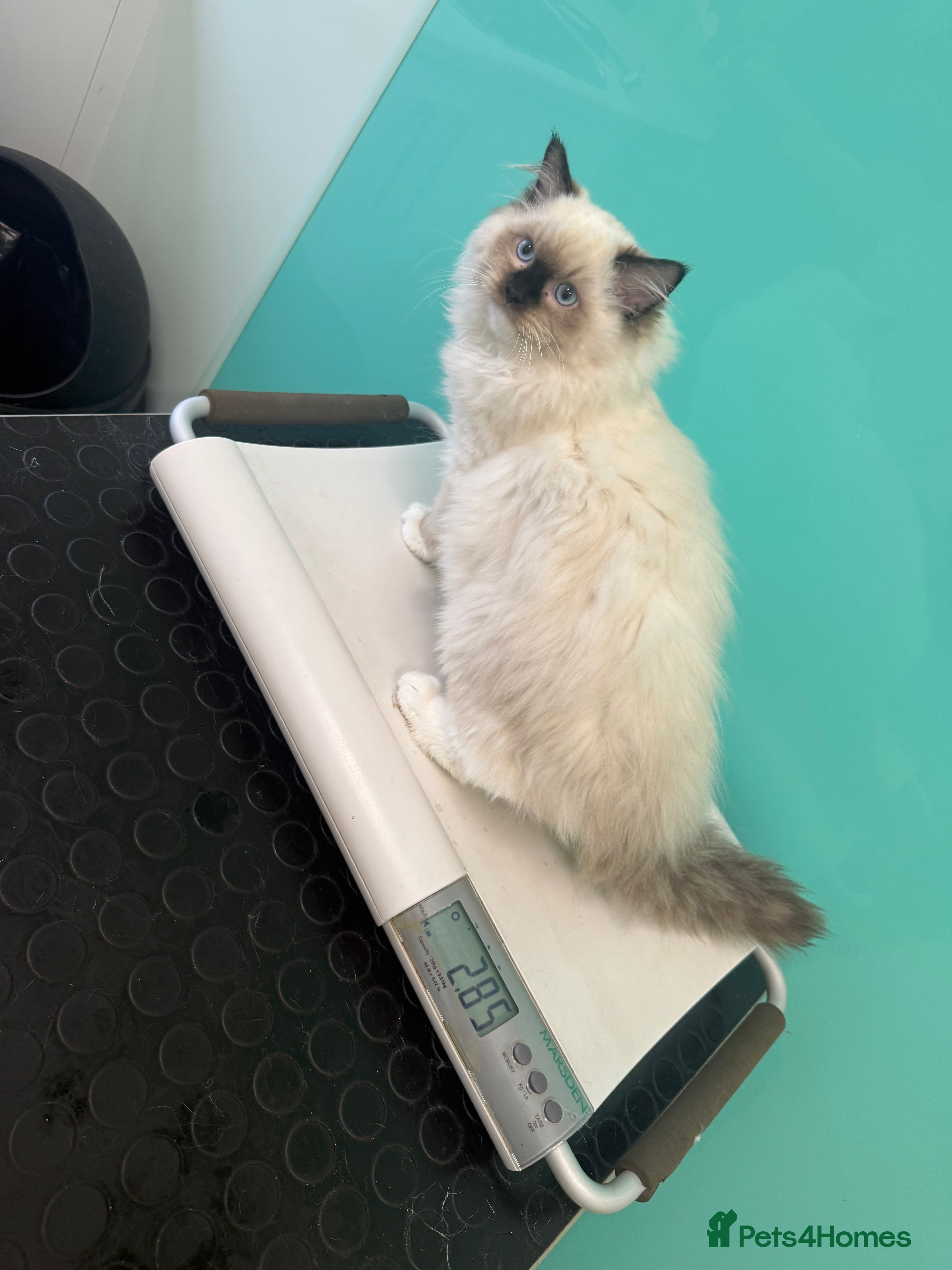 Ragdoll cats READY NOW 2 fluffy boys - Advert 4