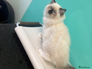 Ragdoll cats READY NOW 2 fluffy boys - Advert 6