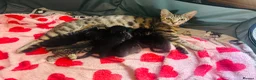 Bengal cats for sale: Bengal Cross Kittens - Advert 1