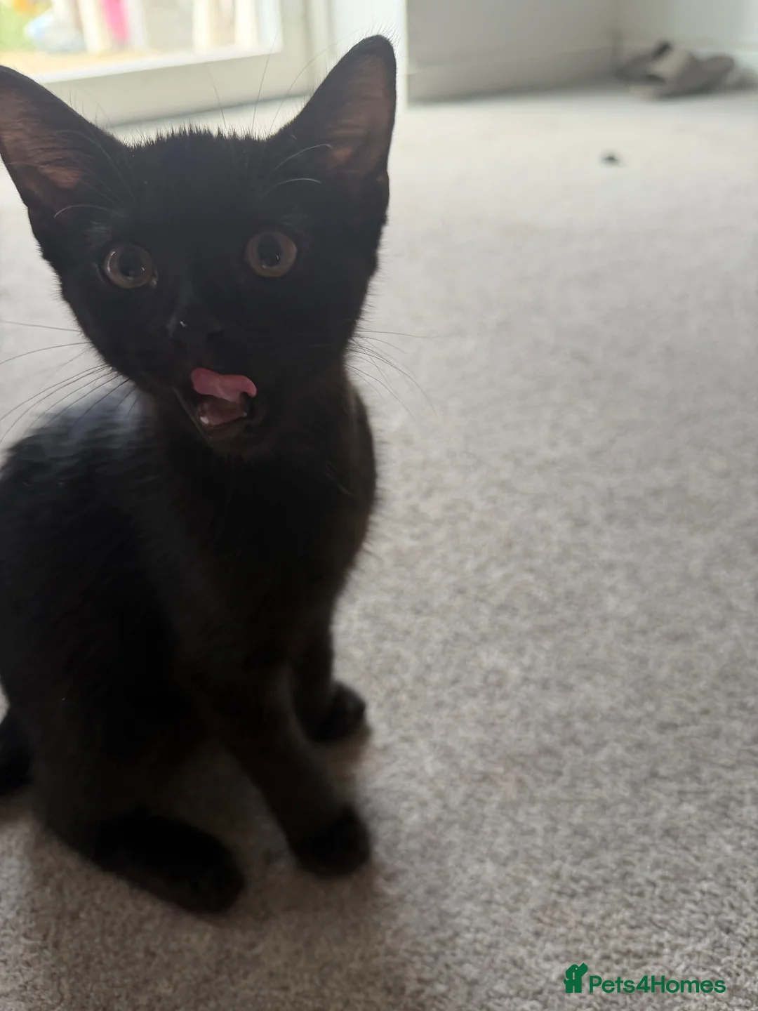 Domestic Shorthair cats for sale: All black girl kitten (Ozzy) - Advert 6