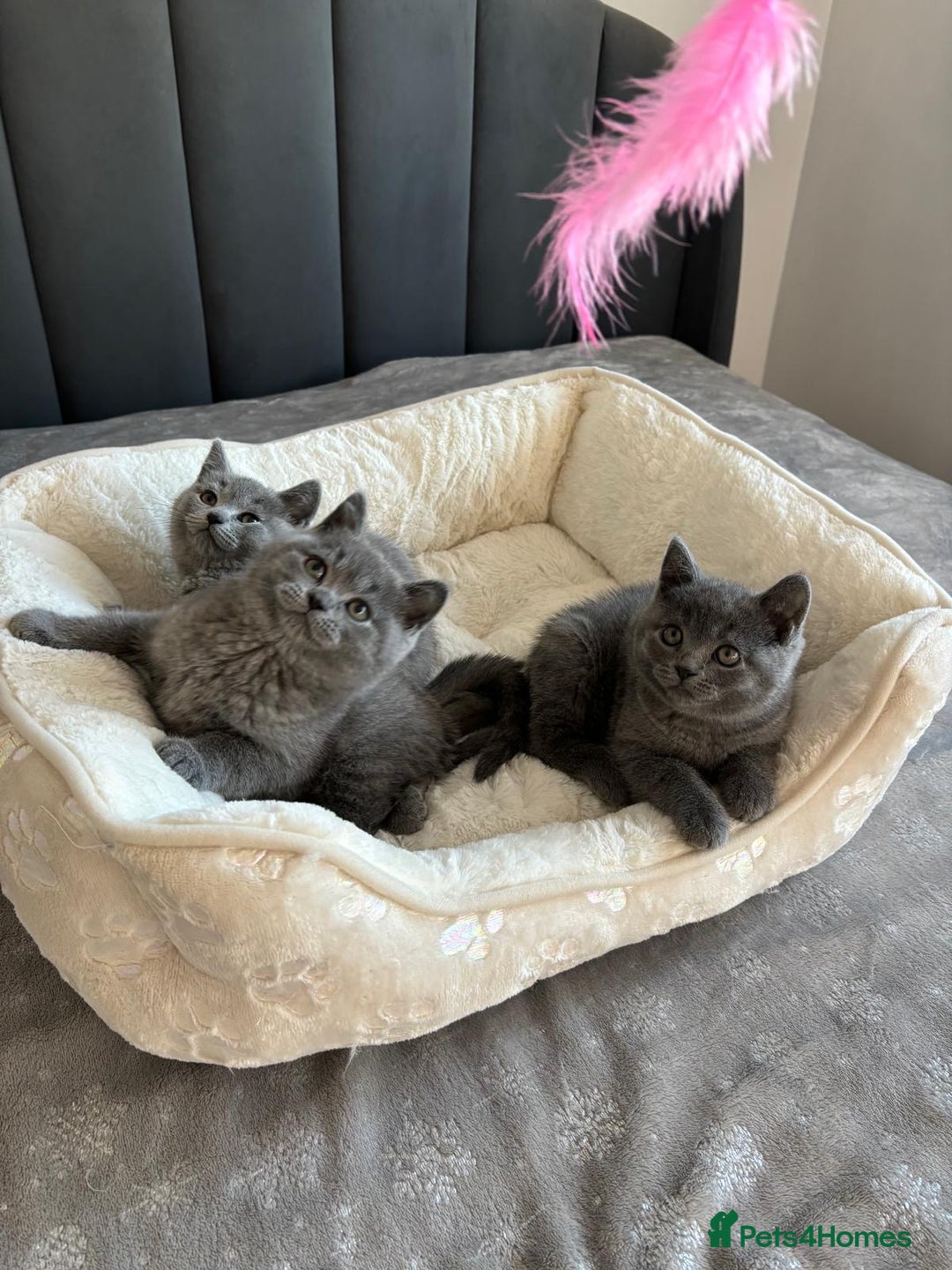 British Shorthair cats for sale: British shorthair kittens - Image 9