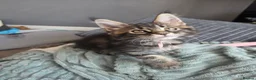 Maine Coon cats for sale: Beautiful purebred Main Coons kittens for sale  - Advert 5