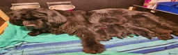 Newfoundland dogs for sale: KC Registered Black Newfoundland Puppies  in Moffat - Advert 2
