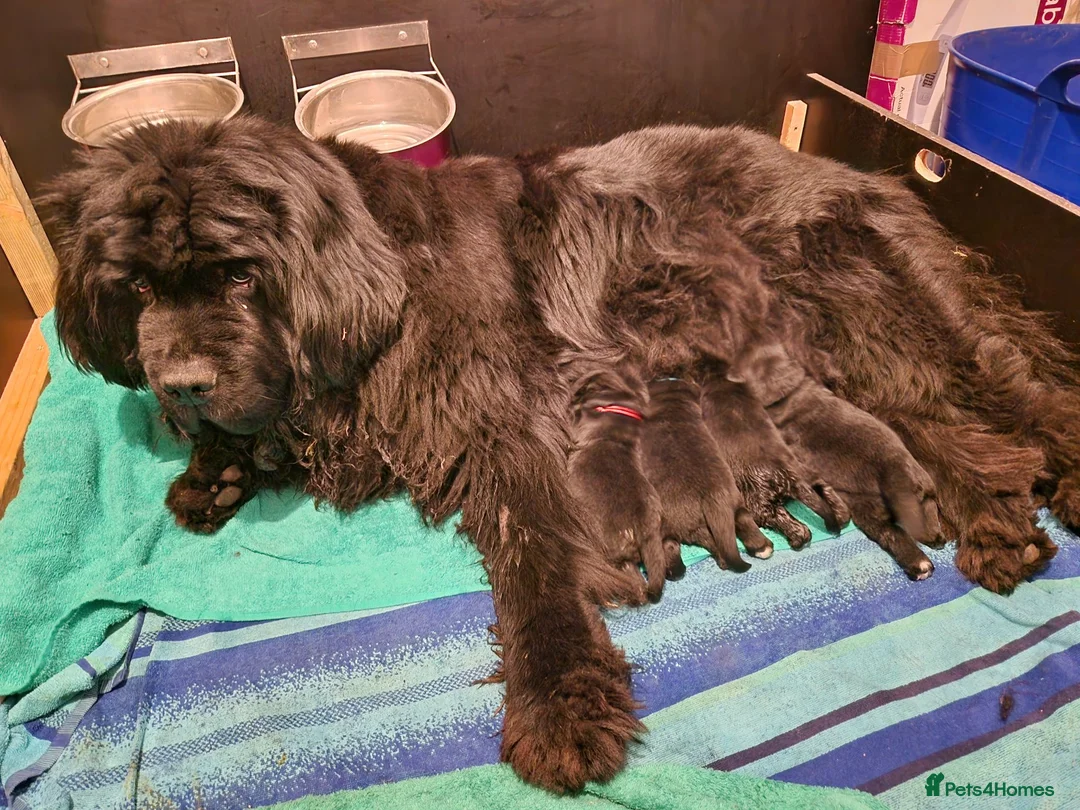 Newfoundland dogs for sale: KC Registered Black Newfoundland Puppies  in Moffat - Advert 2