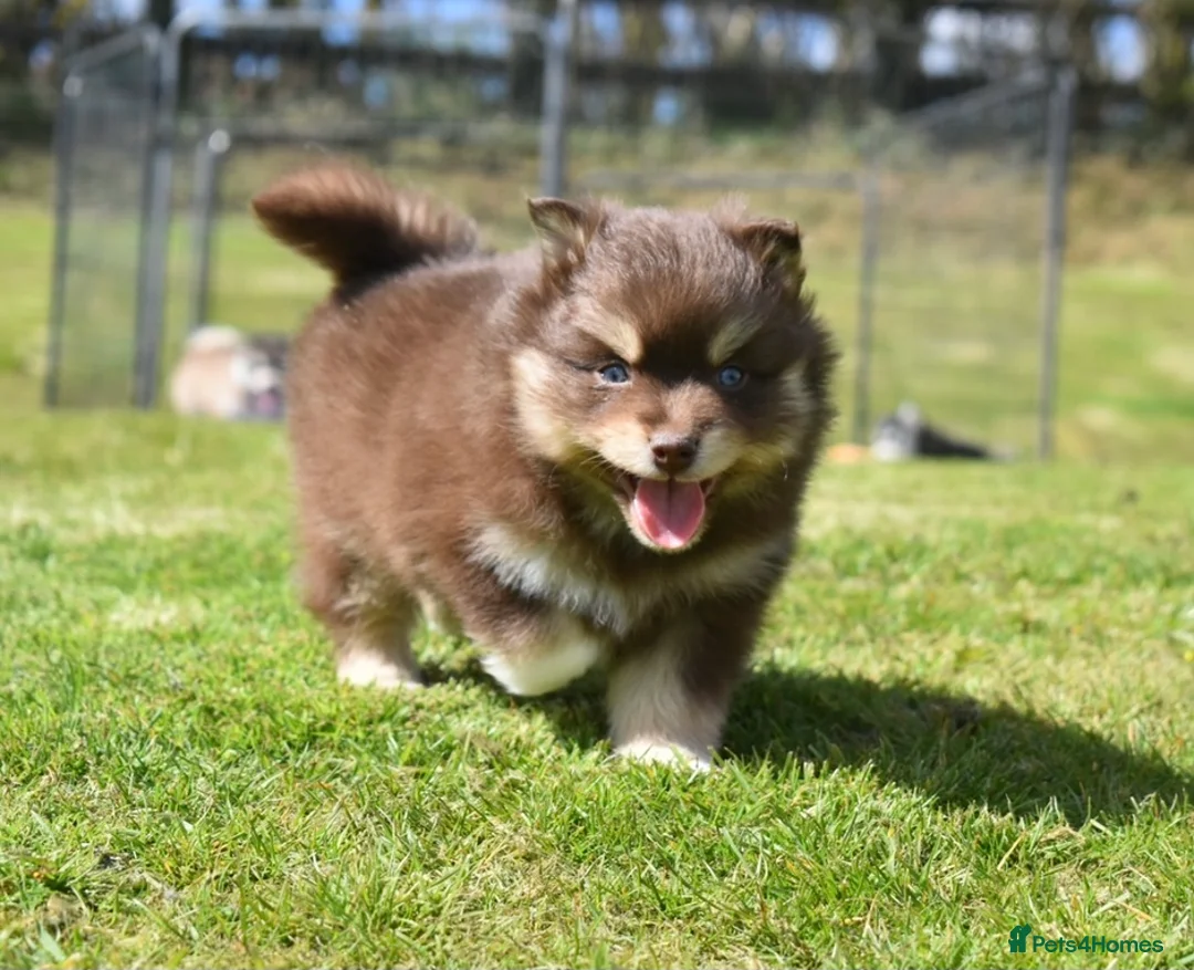 Pomsky dogs for stud: American Import Chocolate Pomsky for Stud in Ammanford - Advert 23