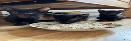 Oriental cats for sale: Oriental Kittens for sale (9 available) - Advert 5