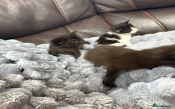 Mixed Breed cats for sale: Kittens ******  - Image 6