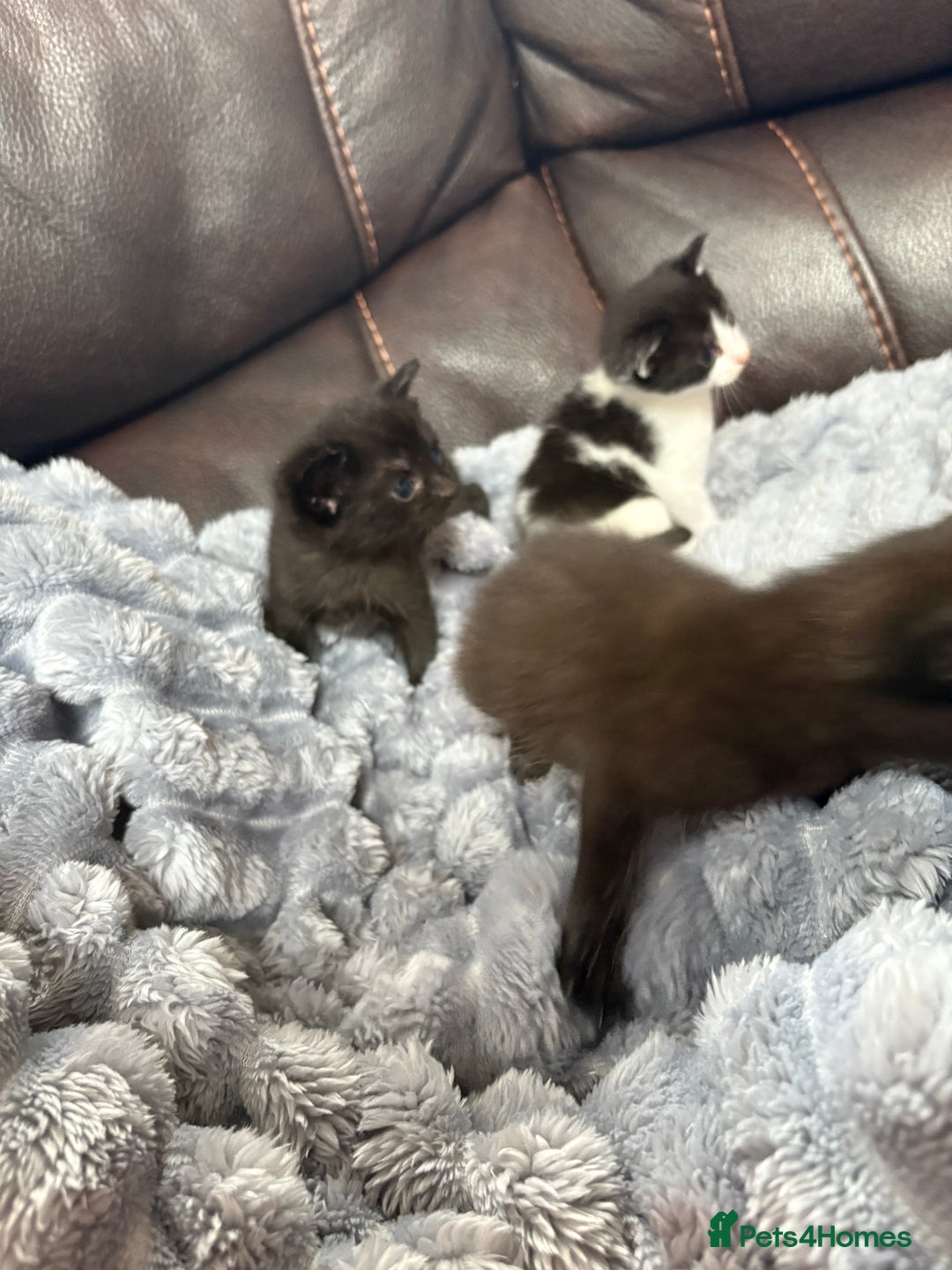 Mixed Breed cats for sale: Kittens ******  - Image 6