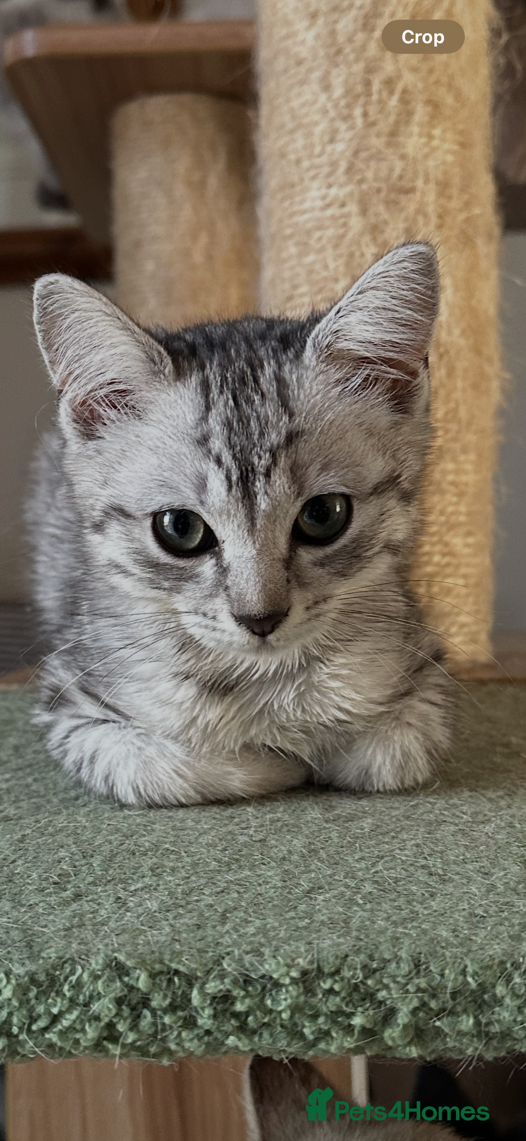 Mixed Breed cats for sale: British shorthair/Savannah cross kittens  - Advert 4