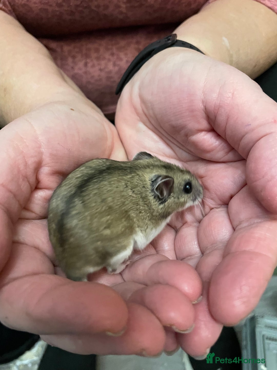 Hamster rodents for sale: Chinese female hamster from show stock - Advert 4