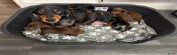 Dachshund dogs for sale: Miniature Dachshund puppies  - Advert 13