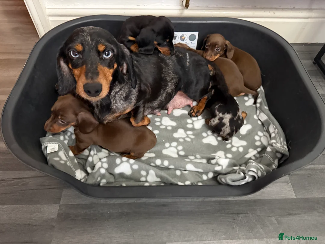 Dachshund dogs for sale: Miniature Dachshund puppies  - Advert 13