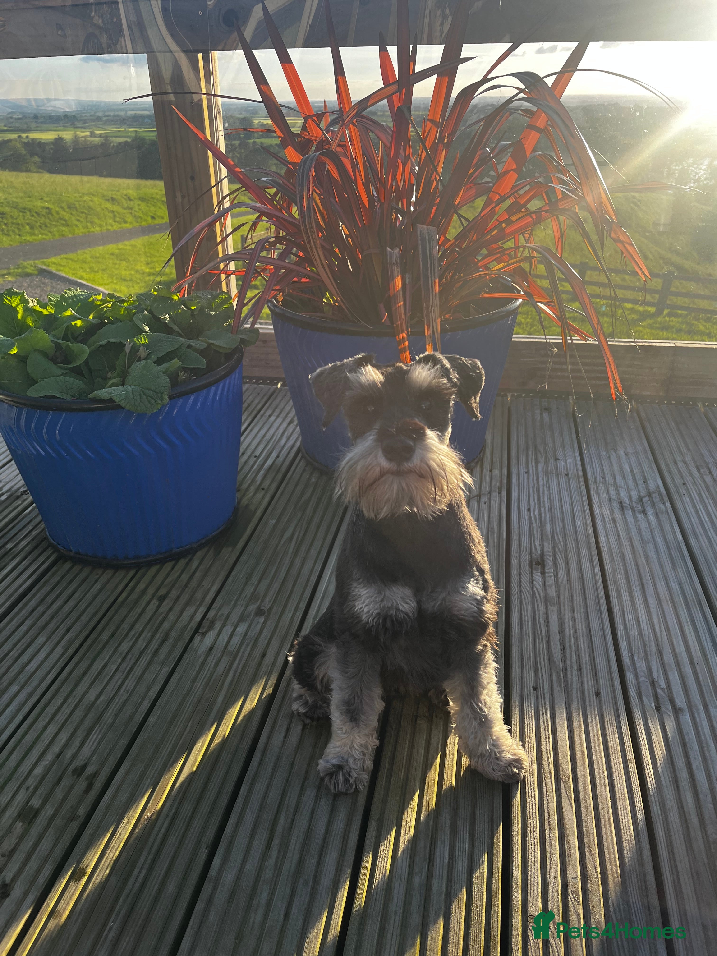 Miniature Schnauzer dogs Beautiful miniature schnauzer  - Advert 10