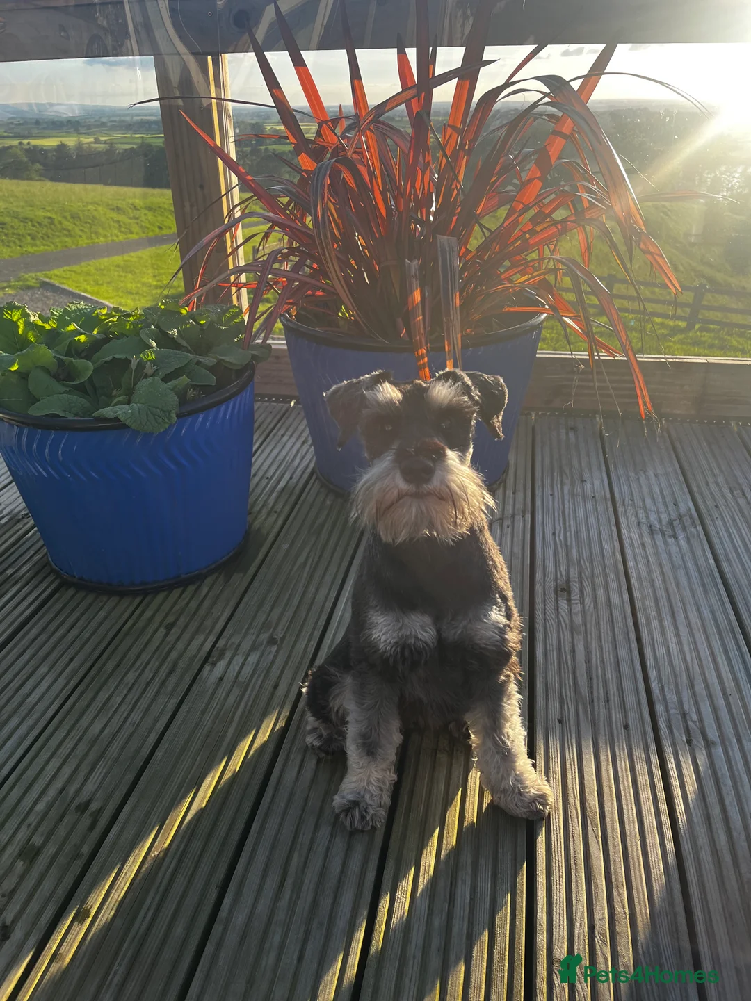Miniature Schnauzer dogs for stud: Beautiful miniature schnauzer  - Advert 1