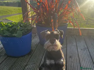 Miniature Schnauzer dogs Beautiful miniature schnauzer - Advert 2