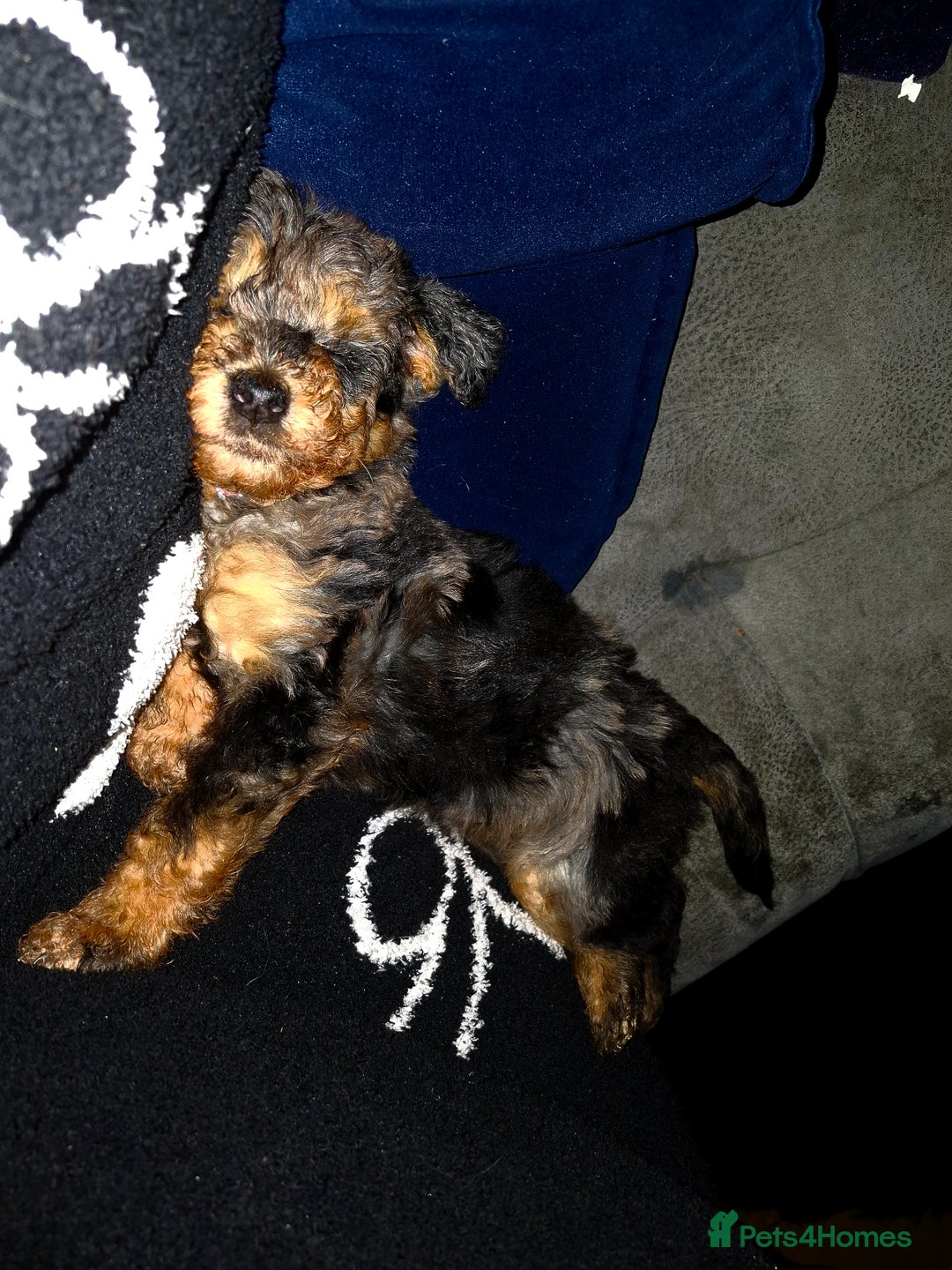 Mixed Breed dogs for sale: F1b health tested Rottiepoo puppies - Advert 16