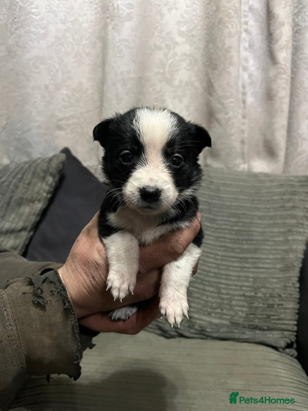 Mixed Breed dogs for sale: Collie pups!  - Advert 4