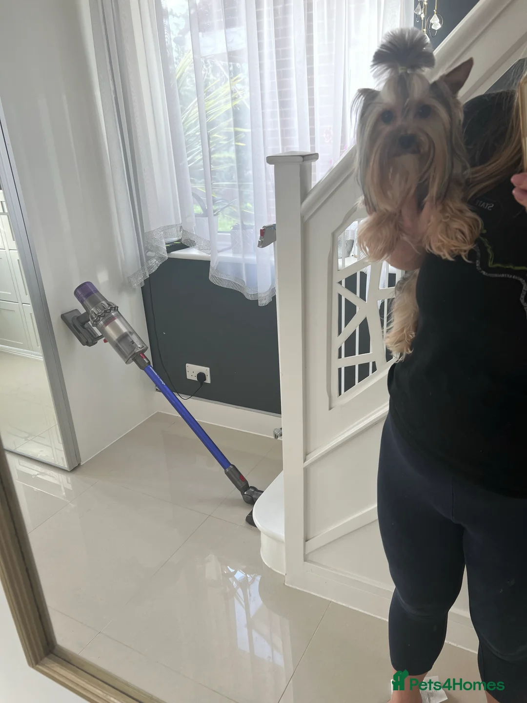 Yorkshire Terrier dogs for stud: The small stud dog 2kg in Romford - Advert 3