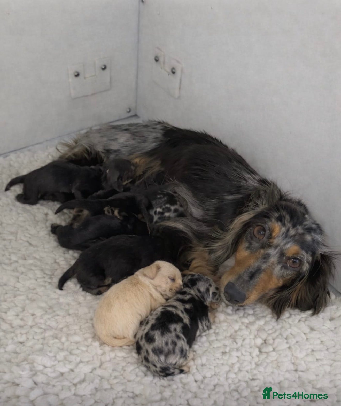 Miniature Dachshund dogs 🌟🐶KC Long-Haired Miniature Dachshund Puppies🐶🌟 - Advert 13