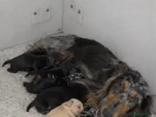 Miniature Dachshund dogs 🌟🐶KC Long-Haired Miniature Dachshund Puppies🐶🌟 - Advert 13