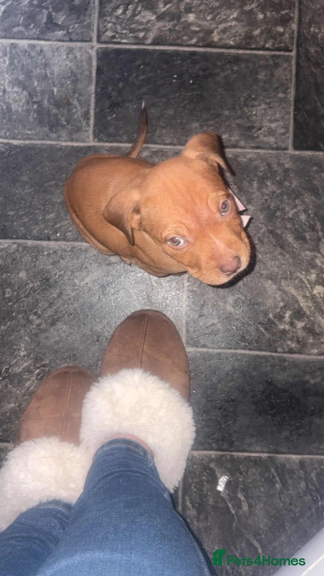 American Bull Staffy dogs for sale: Puppy for rehoming  - Advert 2