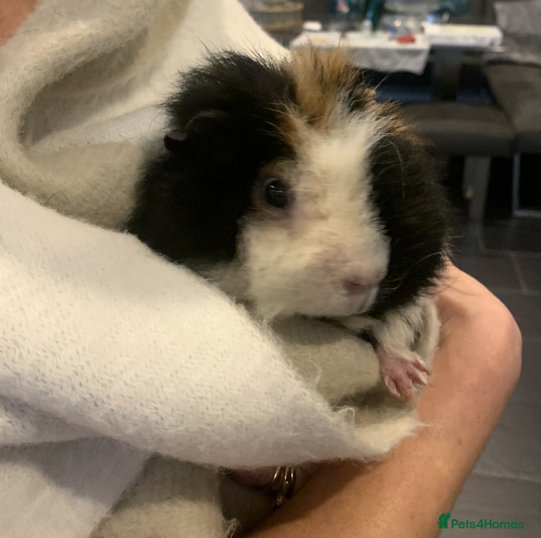 Guinea Pig rodents for sale: New home needed for Scruff - Advert 2