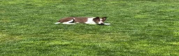 Border Collie dogs for sale: Stunning  Border collie puppy  - Advert 4