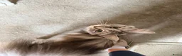 Maine Coon cats for sale: Maine coon+ragdoll  in Exeter - Advert 4