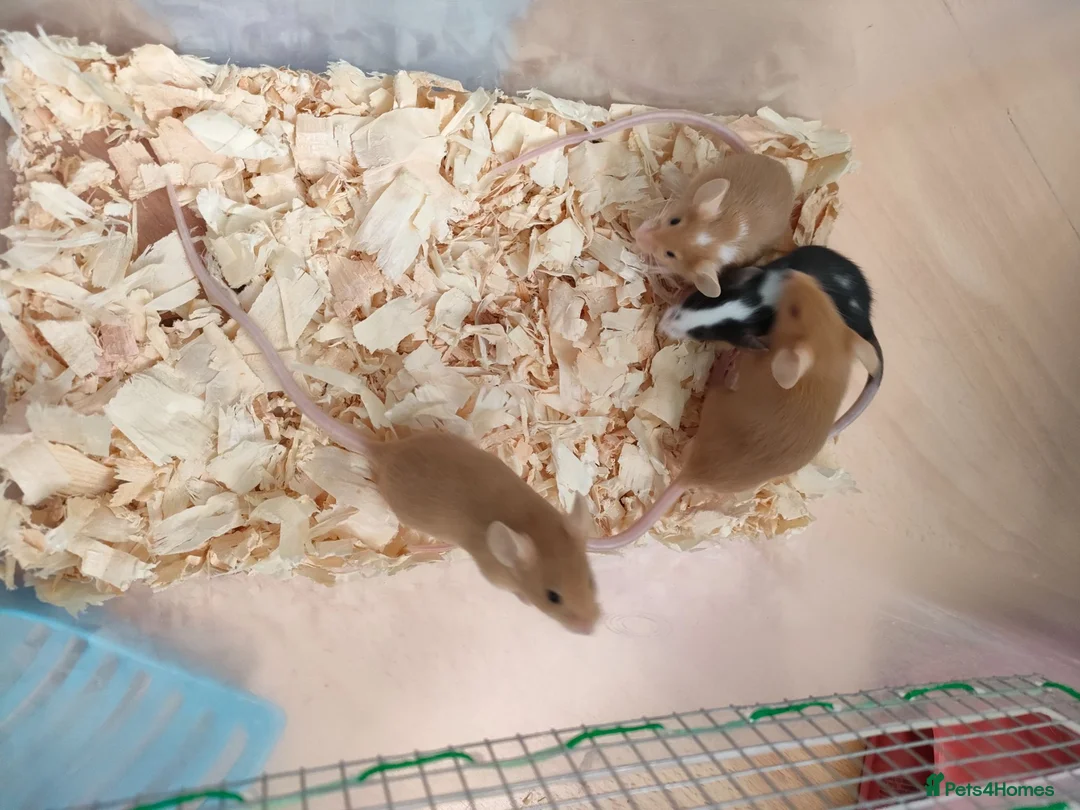 Mouse rodents for sale: Fancy pet mice - Advert 11