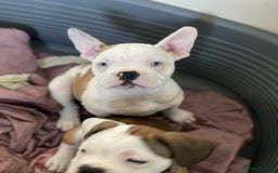 Mixed Breed dogs for sale: Mini bull dog pups  - Image 2