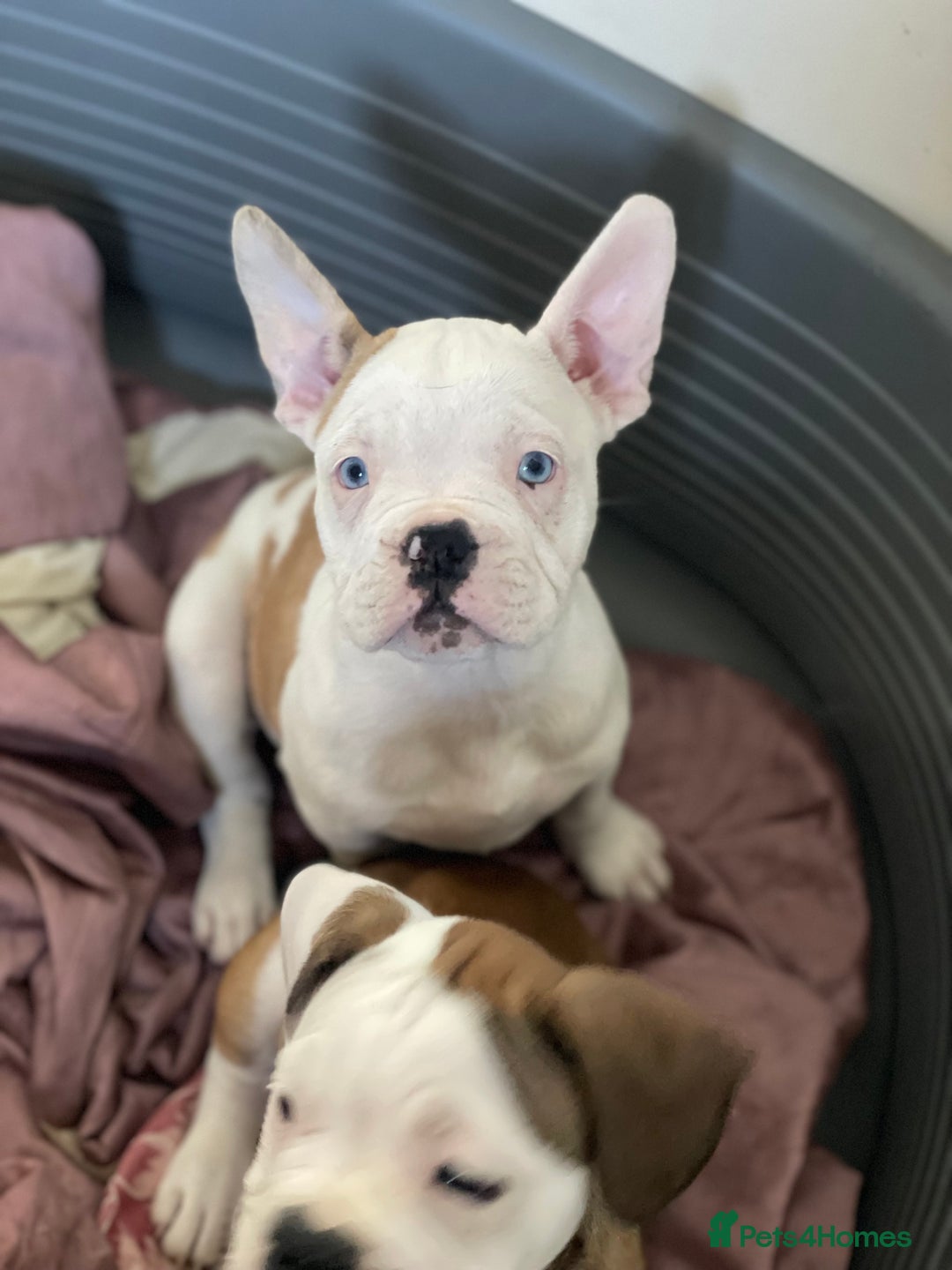 Mixed Breed dogs for sale: Mini bull dog pups  - Image 2