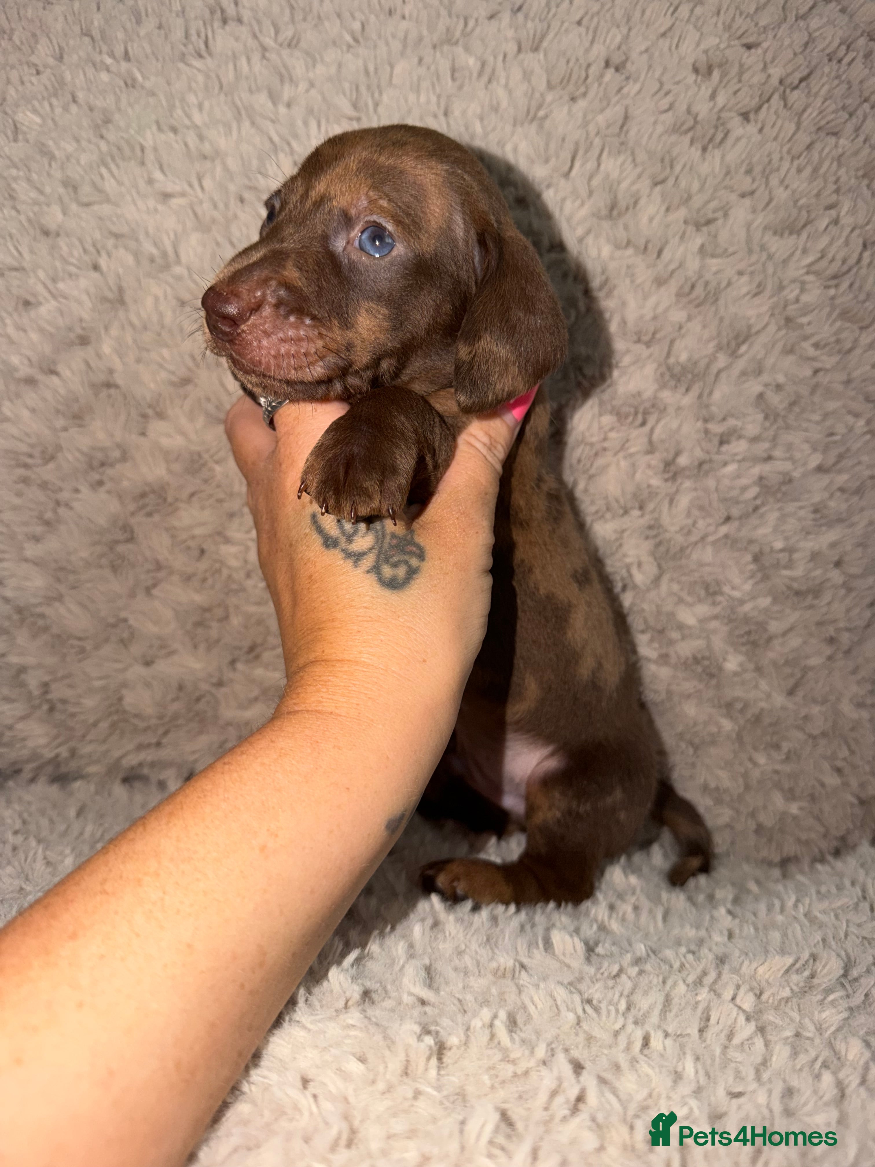 Miniature Dachshund dogs Kc registered kaninchen dachshunds  - Advert 13