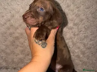 Miniature Dachshund dogs Kc registered kaninchen dachshunds - Advert 13