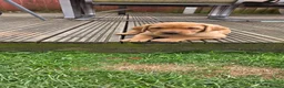 Labrador Retriever dogs for sale: KC Reg. Fox Red Labrador Pups from Working Lines - Advert 15