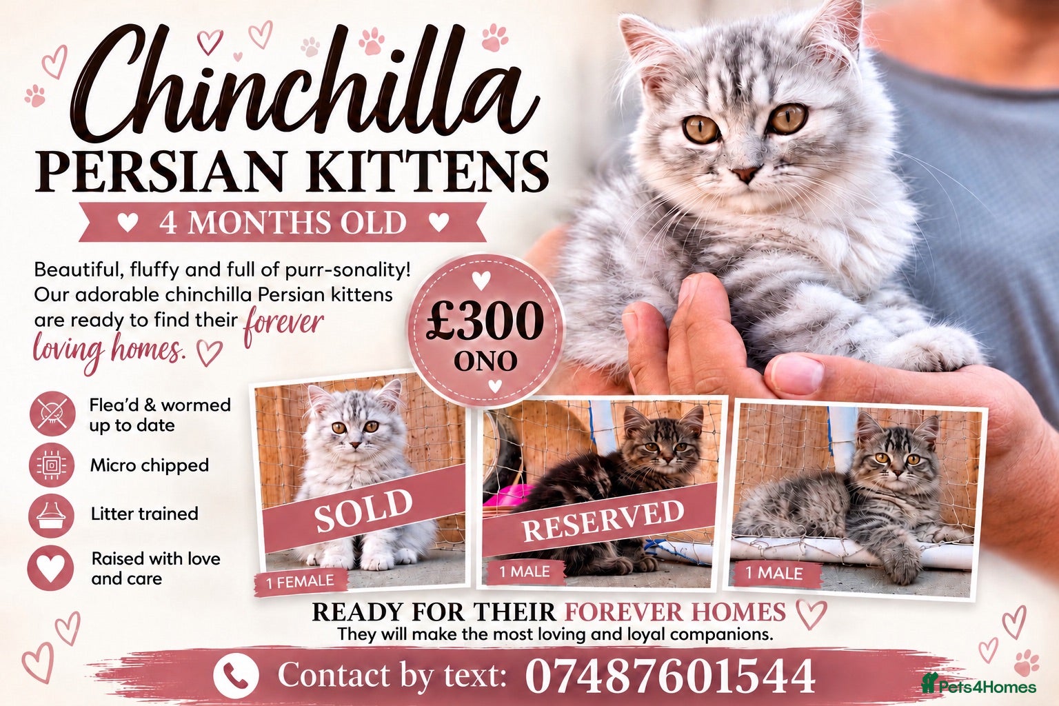 Persian cats 1 BOY LEFT- READY TO LEAVE  - Advert 3